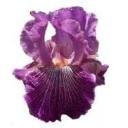 CLEAR Address Labels BEARDED IRIS 'LD' Personalized
