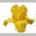 CLEAR Address Labels BEARDED IRIS 'PHAETON' Personalized