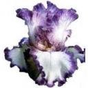 CLEAR Address Labels BEARDED IRIS 'RAIN MAN' Personalized