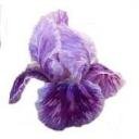 CLEAR Address Labels BEARDED IRIS 'ST' Personalized