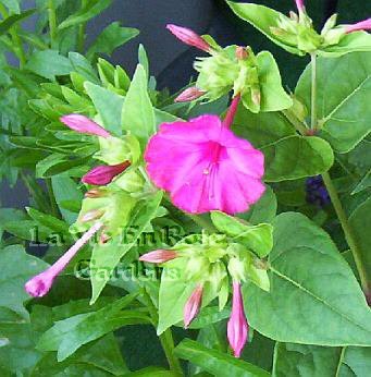 MARVEL OF PERU Stunning ANNUAL seeds MIXED