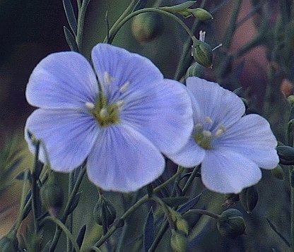 SELF SOWING Linum lewisii BLUE FLAX PERENNIAL seeds
