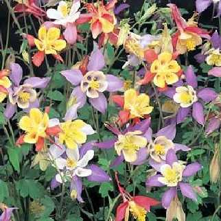 Small Bloomed COLUMBINE Mrs. Scott Elliot's PERENNIAL