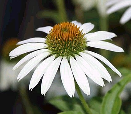 RELIABLE White Coneflower 'White Swan' PERENNIAL