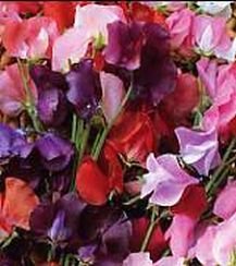 SOFT COLORS ON DWARF VINE Sweet Pea KNEE HI Seeds