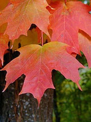 MOST COLORFUL TREE Sugar Maple SEEDS