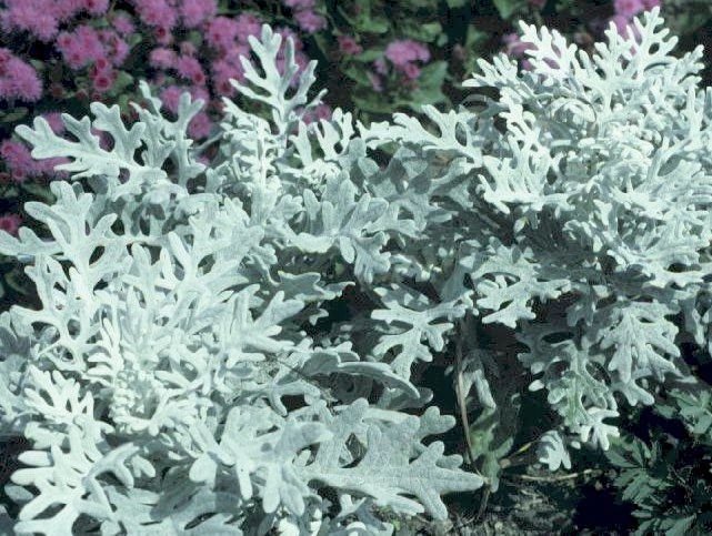 WONDERFUL CONTRAST IN GARDEN Dusty Miller Seeds ANNUAL