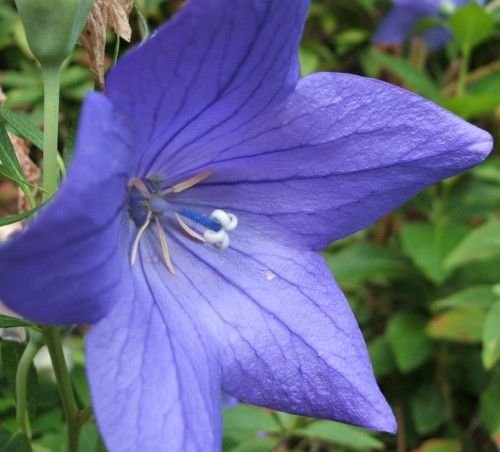 AMAZING Balloon Flower 'BLUE'Platycodon PERENNIAL Seeds