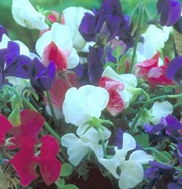 OLD-FASHIONED Sweet Pea SPENCER Very Fragrant VINE
