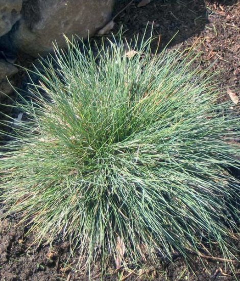 MOUND FORMING Blue Fescue GRASS Seeds PERENNIAL