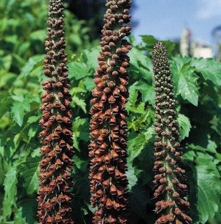 ELEGANT Foxglove MILK CHOCOLATE Biennial SEEDS