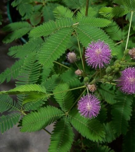 WATCH IT MOVE! Mimosa Sensitive Plant SEEDS Annual