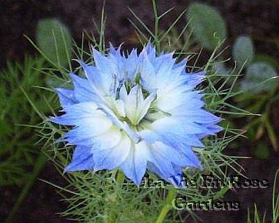 FABULOUS Love In A Mist BLUE SKIES Annual Seeds