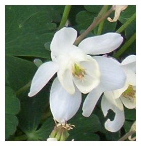 STUNNING DWARF Columbine Cameo Perennial SEEDS