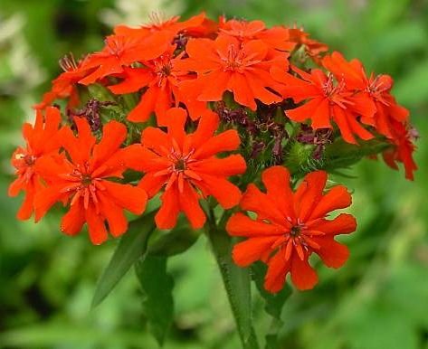 HISTORIC PERENNIAL Maltese Cross EASY FROM SEED