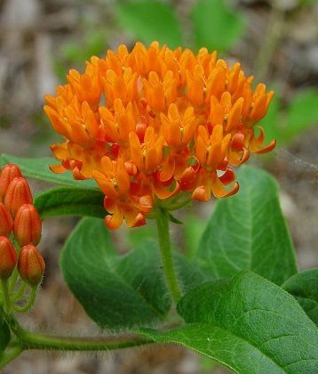 Monarch's FAVORITE Asclepias Butterfly Weed PERENNIAL