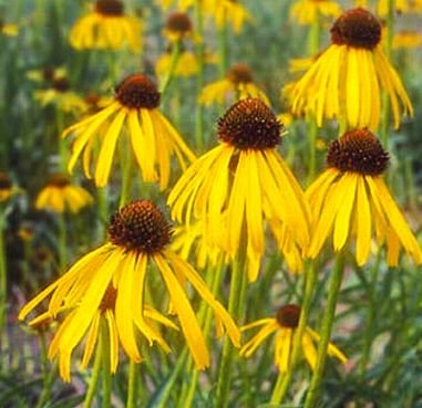 DROOPING PETALS Yellow Echinacea PERENNIAL Seeds