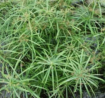 UNIQUE INDOOR PLANT Cyperus Ornamental Grass