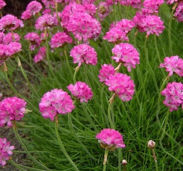 BLOOMS THE FIRST YEAR Armeria Joystick MIX Perennial