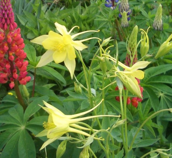 STUNNING Columbine GRANNY'S YELLOW BONNET Perennial