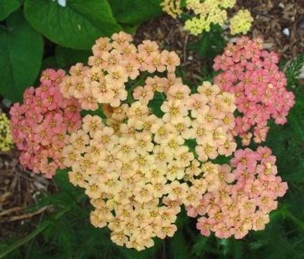 POPULAR PERENNIAL Achillea Yarrow MIXED Pastels