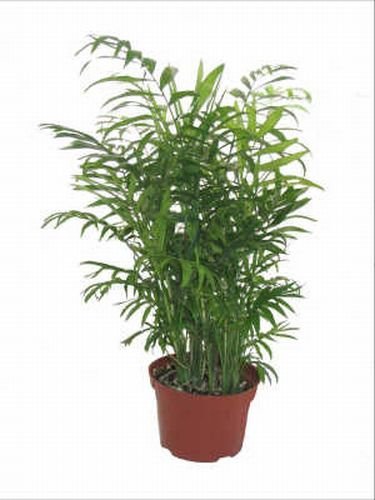 SPECTACULAR INDOOR Palm Tree SEED