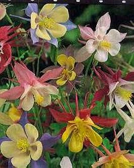 MCKANA'S GIANTS Gorgeous PERENNIAL Columbine Seeds