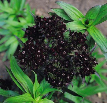 SUPREMELY DIFFERENT Sweet William 'SOOTY' Biennial SEED