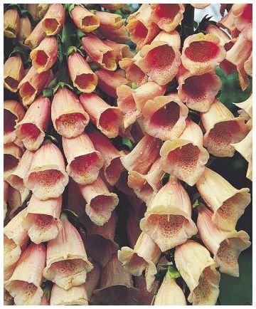 GORGEOUS NEW DWARF FOXGLOVE 'Apricot' Biennial SEED