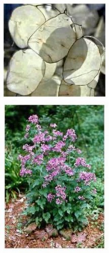 BIENNIALGrow a Money Plant in your Garden!SEEDS Lunaria