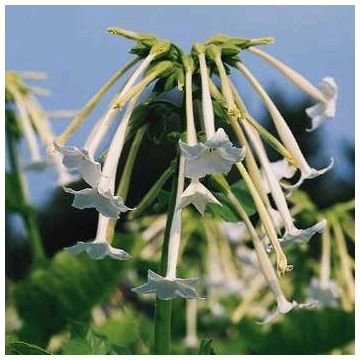 'ONLY THE LONELY' Nicotiana sylvestris ANNUAL Seeds
