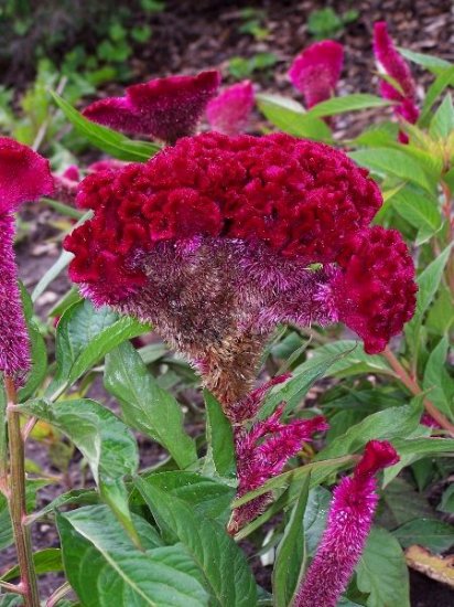 AMAZING FOR CUT FLOWERS Celosia Big Chief Mix ANNUAL
