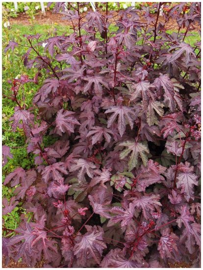 BEAUTIFUL RED FOLIAGE Hibiscus 'RED SHIELD' ANNUAL Seed