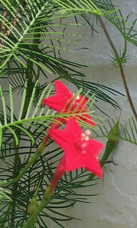 VIGOROUS CLIMBER Cardinal Climber VINE Annual SEEDS
