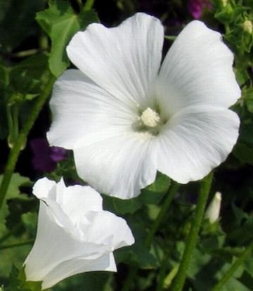 MONT BLANC Glistening White Blooms ANNUAL Lavatera SEED