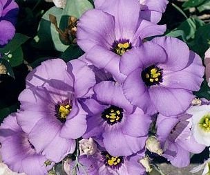 Earlier Flowering DWARF LISIANTHUS'Mermaid Blue' ANNUAL [