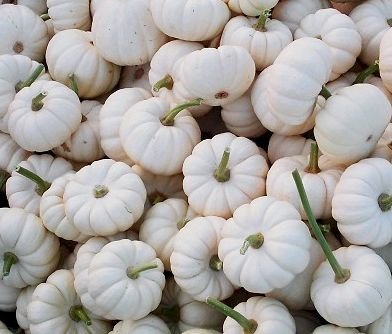 MINI PUMPKIN Baby Boo ADORABLE 4 Halloween Annual SEEDS