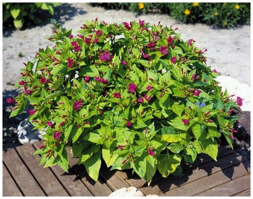 ORANGE-HONEY PERFUMED Mirabilis 'Limelight' ANNUAL Seed