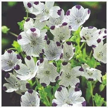 LIKE CARPET! Nemophila 'FIVE SPOT' Annual Seed