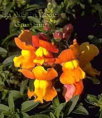 SNAPDRAGON 'Frosted Sunset' Wonderful ANNUAL Dwarf SEED