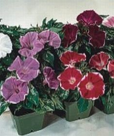 DWARF PICOTEE MIXED Morning Glory ANNUAL Seeds