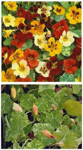 TRAILING VARIETY Nasturtium 'OUT OF AFRICA' Seed ANNUAL