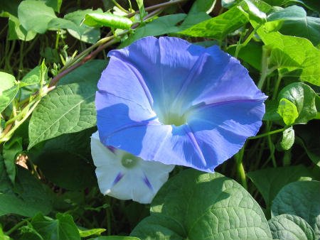 VERY POPULAR Annual Vine Morning Glory 'HEAVENLY BLUE'