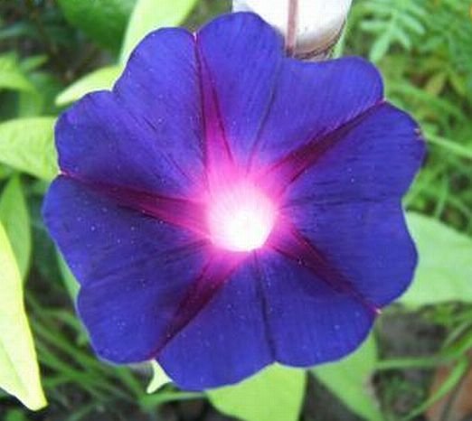 HEIRLOOM Annual Vine Morning Glory 'GRANDPA OTT'