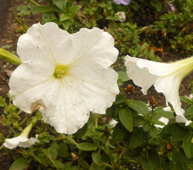 PETUNIA 'White Madness' ANNUAL Seeds STUNNING COLOR