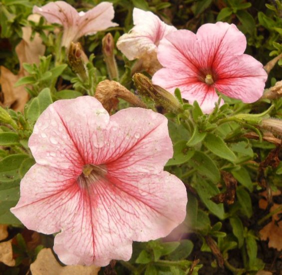 PETUNIA 'Peach Madness' ANNUAL Seeds STUNNING COLOR