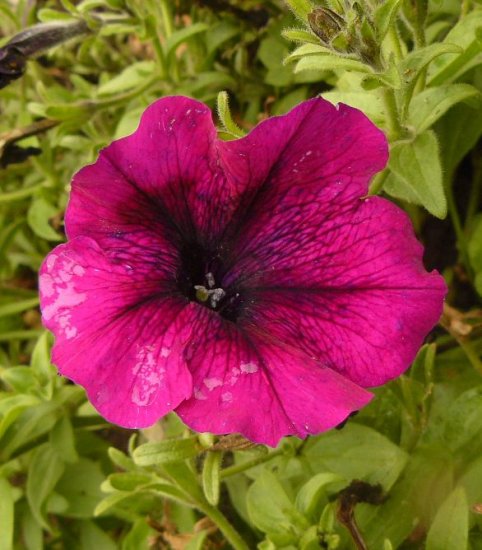 PETUNIA 'Burgundy Madness' ANNUAL Seeds GREAT COLOR