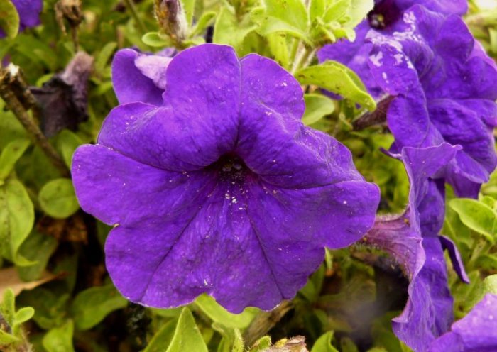 PETUNIA 'Midnight Madness' ANNUAL Seeds GREAT Color
