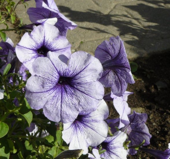 GREAT PERFORMANCE Petunia 'Plum Madness' ANNUAL See