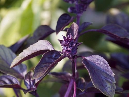 EXCELLENT FOR SEASONING! Dark Opal Basil Annual SEEDS